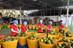 Pamplemousses destinés à l'exportation à l'usine de conditionnement Kim Thanh, commune de Giao Long, province de Vinh Long. (Photo : VNA)