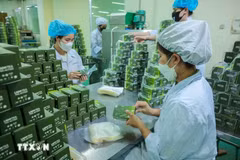 Production de produits à base de plantes chez Lam Dong Pharmaceutical Joint Stock Company. Photo . VNA