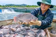 Les exportations de tilapia du Vietnam ont atteint 90 millions de dollars au cours des huit premiers mois de l'année, soit une hausse de 43 % par rapport à la même période de l'année dernière. Photo : VNA