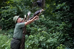 Dix-sept animaux sauvages relâchés dans leur milieu naturel