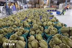 Les exportations vietnamiennes de durian devraient dépasser les 2 milliards de dollars d'ici fin juillet. Photo : VNA