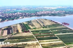 Zone de production agricole concentrée le long du fleuve Rouge, dans la commune de Tan Hung, ville de Hung Yen. Photo : VNA