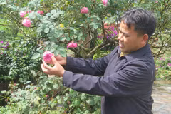 Do Phu Chinh, habitant du quartier d’O Quy Ho, a acclimaté et multiplié près de 100 variétés de roses anciennes, dont la précieuse variété locale de rose ancienne de Sa Pa. Photo : VNA