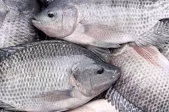 Les exportations de tilapia vers les États-Unis ont atteint 53,15 millions de dollars l'an dernier, soit environ 54 % des exportations totales de tilapia du Vietnam. (Photo doanhnghiephoinhap.vn)