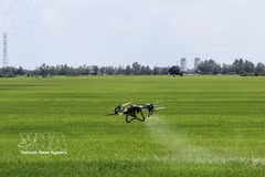 Des agriculteurs d’An Giang utilisent des drones pour les travaux agricoles. Photo : VNA