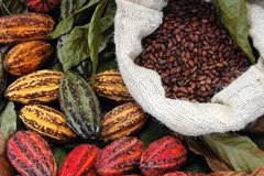 Indonésie et États-Unis envisagent un accord sur les exemptions tarifaires pour l'huile de palme et le café
