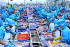 Entreprise vietnamienne spécialisée dans la transformation de produits aquatiques destinés à l’exportation vers la Nouvelle-Zélande. Photo d’illustration : VNA