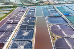 Zone d’élevage de crevettes en mode hyperintensif de la Compagnie par actions des produits aquatiques propres du Vietnam. Photo : VNA