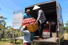 Récolte de pitayas dans la province de Lâm Đồng. Photo : VNA