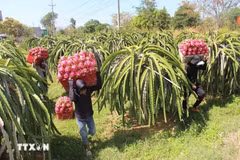 Le Royaume-Uni dispose d'atouts en matière de science et de technologie, de gouvernance et de normes écologiques, tandis que le Vietnam est un producteur majeur de produits agricoles tropicaux et une porte d'entrée importante vers la région de l'ASEAN. Photo d'illustration : VNA