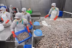 Préparation de palourdes destinées à l’exportation dans l’usine de la Société par actions d’import-export des produits aquatiques de Thanh Hoa, province de Thanh Hoa. Photo : VNA
