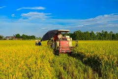 Récolte du riz dans le delta du Mékong. Photo : VNA