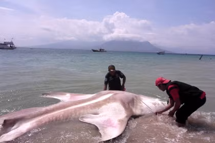 Un requin-baleine mort dans les eaux du village de Ritaebang, dans le district de Flores oriental, province de Nusa Tenggara oriental (NTT), en Indonésie. Photo diffusée par la VNA