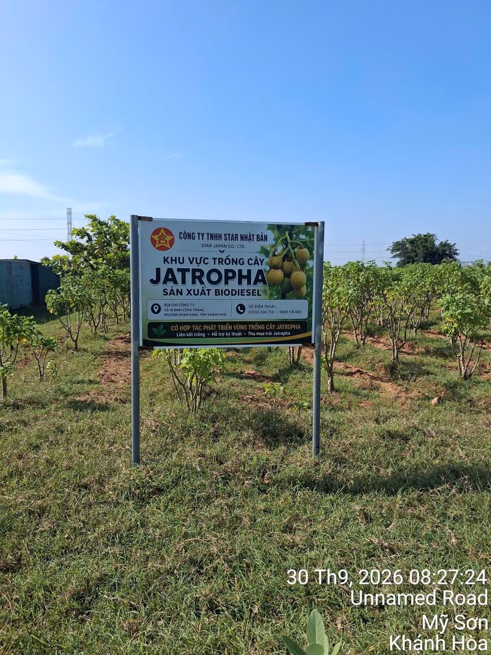 vung-trong-jatropha-copie.jpg