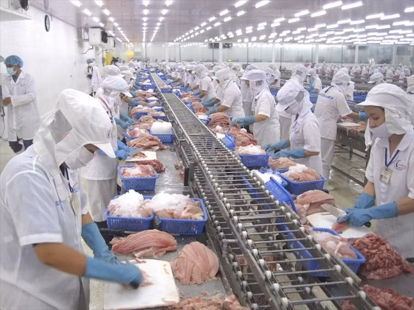Préparation de produits halieutiques pour l’exportation. (Photo : PV/Vietnam+)
