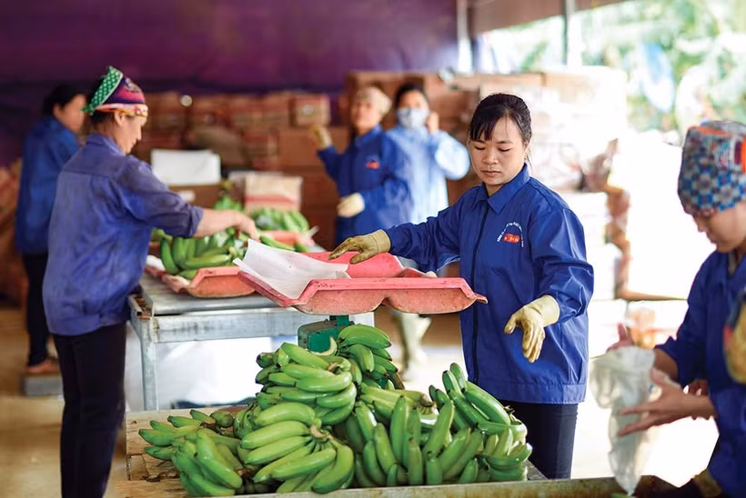 L’an dernier, le secteur agricole vietnamien a enregistré près de 63 milliards de dollars d’exportations. Photo : Baodautu.vn 