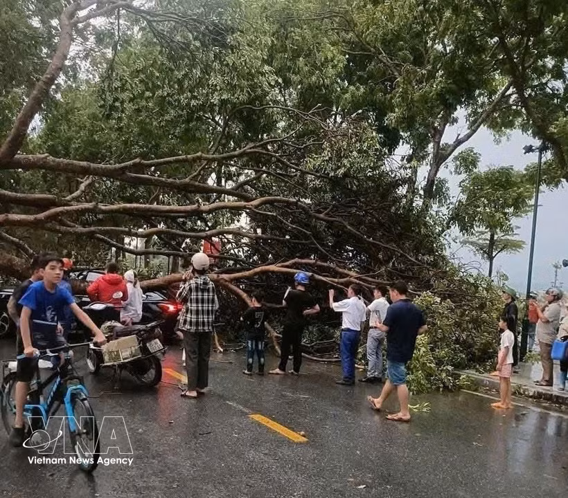 Dans l'après-midi du 29 mars 2026, plusieurs localités de la province de Lao Cai ont été frappées par une violente tempête. De nombreux arbres sont tombés et des centaines de maisons ont vu leurs toits arrachés. Photo : VNA