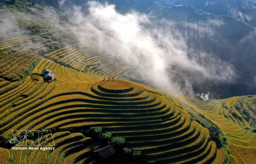 Chaque année, en septembre et octobre, les rizières en terrasses de Mu Cang Chai et Pung Luong, dans la province de Lao Cai, se parent de teintes dorées, offrant un paysage spectaculaire au cœur des montagnes du Nord-Ouest. Photo : VNA