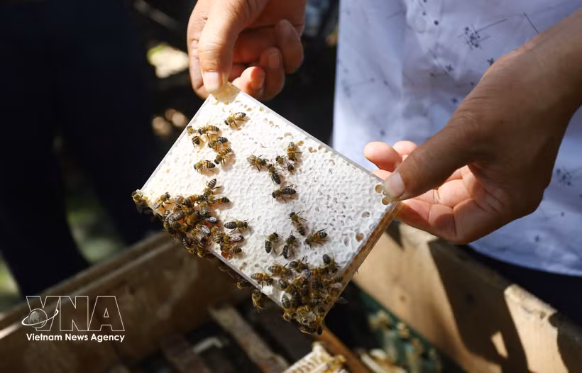 Le miel en rayon, produit selon la technique apicole de M. Le Loc Quan, est un miel de haute qualité très apprécié sur le marché sud-coréen. Photo : VNA 