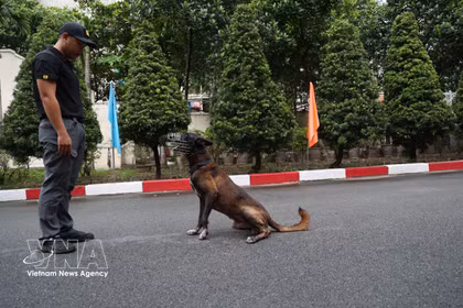 Les chiens d’intervention, des gardiens à quatre pattes
