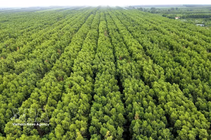 L’écosystème de mangroves de Ca Mau est diversifié et couvre une vaste superficie. Photo: VNA