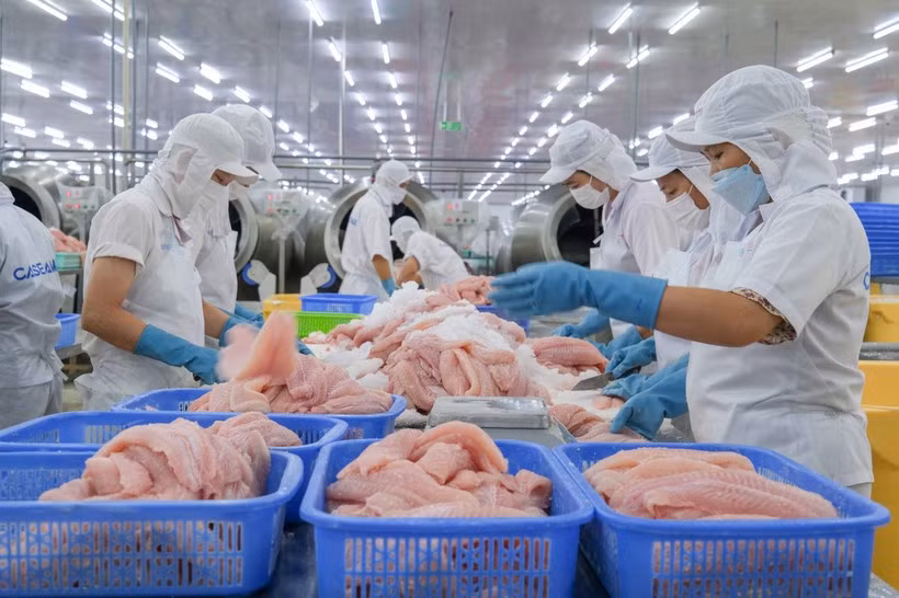 Transformation du pangasius pour l'exportation à la Société par actions Caseamex, au parc industriel de Tra Noc (Can Tho). Photo : VNA