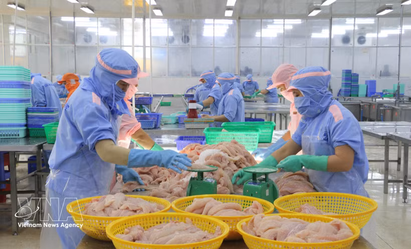 Transformation de produits de la mer destinés à l'exportation à An Giang. Photo : VNA 