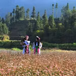 Une jeune Mong au milieu des fleurs de sarrasin sur le plateau karstique de Dong Van (Tuyên Quang). Photo : VNA