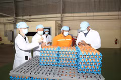 A la ferme de production d'œufs de poule de la sarl QL VietNam Agroresources. Photo: VNA