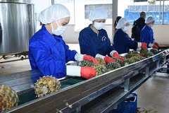 Transformation préliminaire d'ananas destinés aux exportations dans une société implantée dans la province de Ninh Binh. Photo: VNA