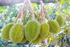 Durian. Photo d'illustration: thuonghieuquocgia.congthuong.vn