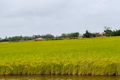 Coopérative agricole, commerciale, de production et de services Chau Hung, province de Tra Vinh. Photo: lmhtx.travinh.gov.vn