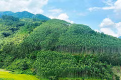Le Vietnam pourrait générer 5.000 mds de dongs par an en vendant des crédits carbone forestier