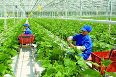 La production verte contribue à garantir une agriculture durable