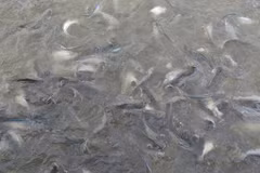 Le Vietnam cherche à améliorer la compétitivité du pangasius 