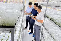 Les entreprises vietnamiennes sont prêtes pour la transformation numérique et la transition verte