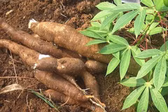 Les exportations de manioc connaissent une croissance record en janvier