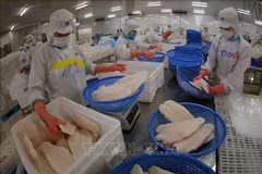 Le Vietnam vise deux milliards de dollars d'exportations de pangasius en 2024