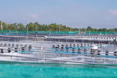 Bac Lieu deviendra un centre de production de crevettes du pays