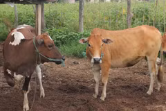 Le Laos interdit l'importation de certains types de produits agricoles