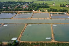 Long An encourage l'aquaculture industrielle à grande échelle