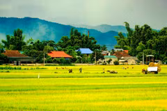 Un paysage paisible domine le champ de Muong Thanh. Photo : VNA