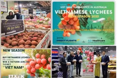 Certaines activités sont réalisées par le Bureau commercial du Vietnam en Australie. Photo: VNA