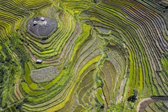 Saison du riz mûr des champs en terrasses à Hoa Binh
