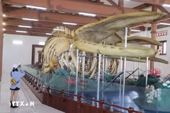 Contempler les deux plus grands squelettes de baleines du Vietnam sur l'île de Ly Son