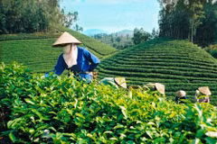 Instauration de marques pour le thé vietnamien