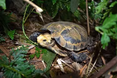 Thanh Hoa : découverte de nombreuses tortues rares dans la Réserve naturelle de Pu Hu