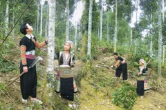 Développer l’économique forestière dans les zones montagneuses et peuplées d'ethnies minoritaires