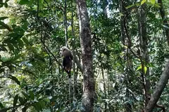 Trois animaux sauvages relâchés dans le Parc national de Bu Gia Map