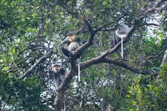 Quang Nam : assurant un environnement de vie pour les doucs langurs à pattes grises